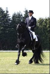 Friesian Horse